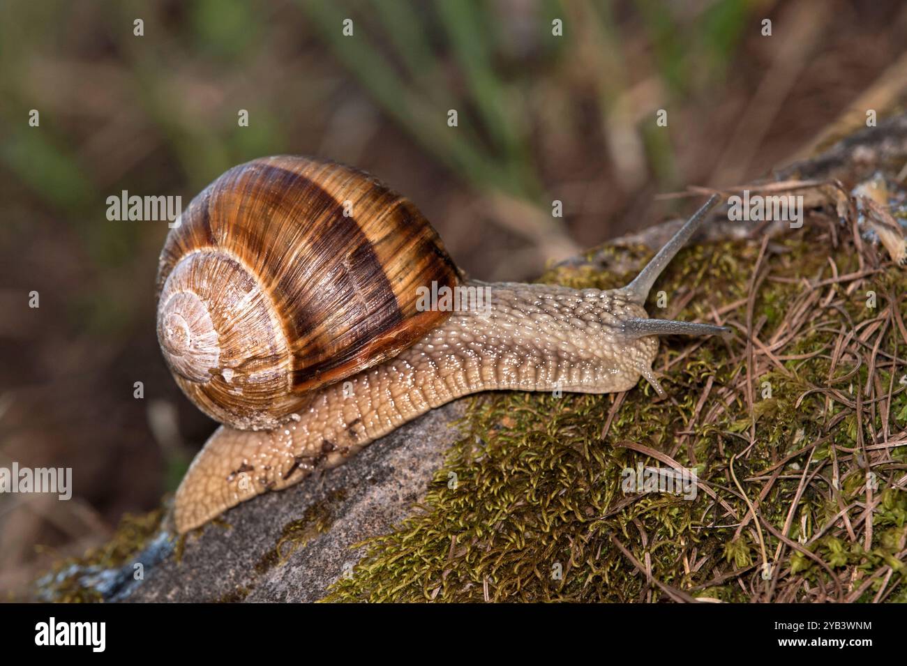 Burgunderschnecke (Helix pomatia), Wallis, Schweiz Stockfoto