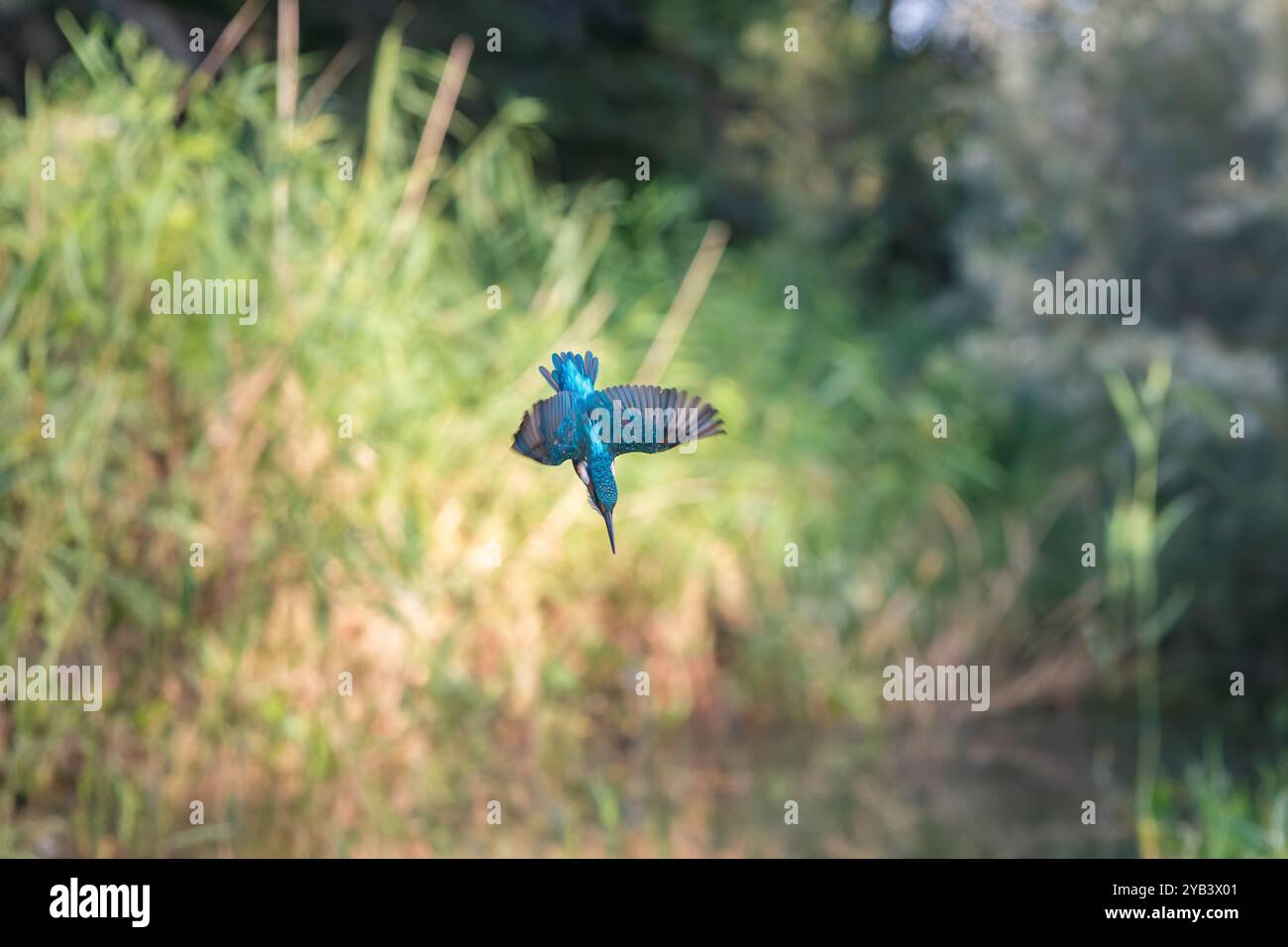 Eisvogel Alcedo atthis Stockfoto