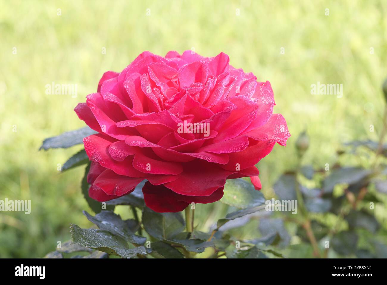 Eine große rote Blume im Garten auf grünem Blatthintergrund Stockfoto