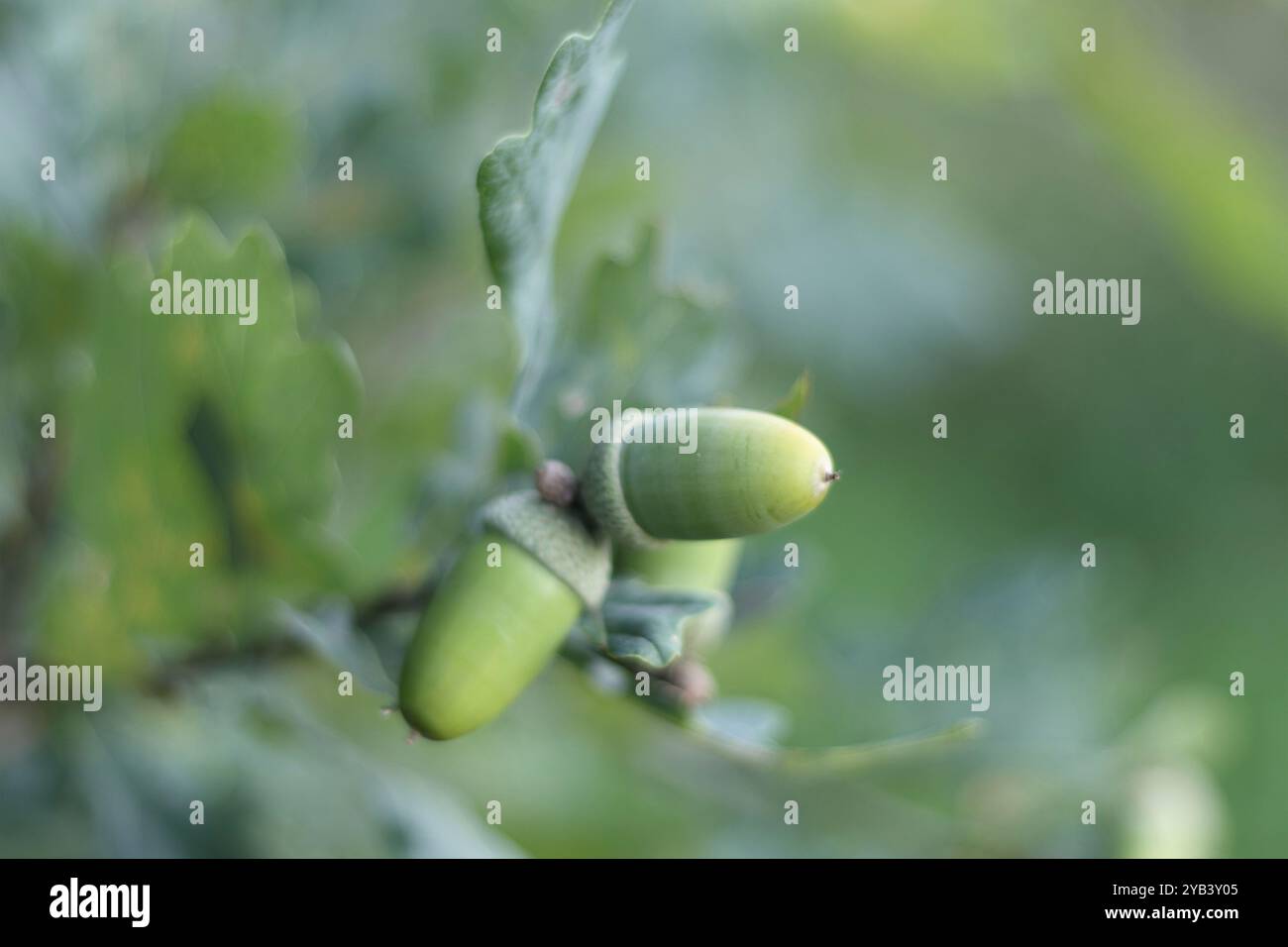 Grüne Eicheln mit einer Kappe auf einem Baum Stockfoto