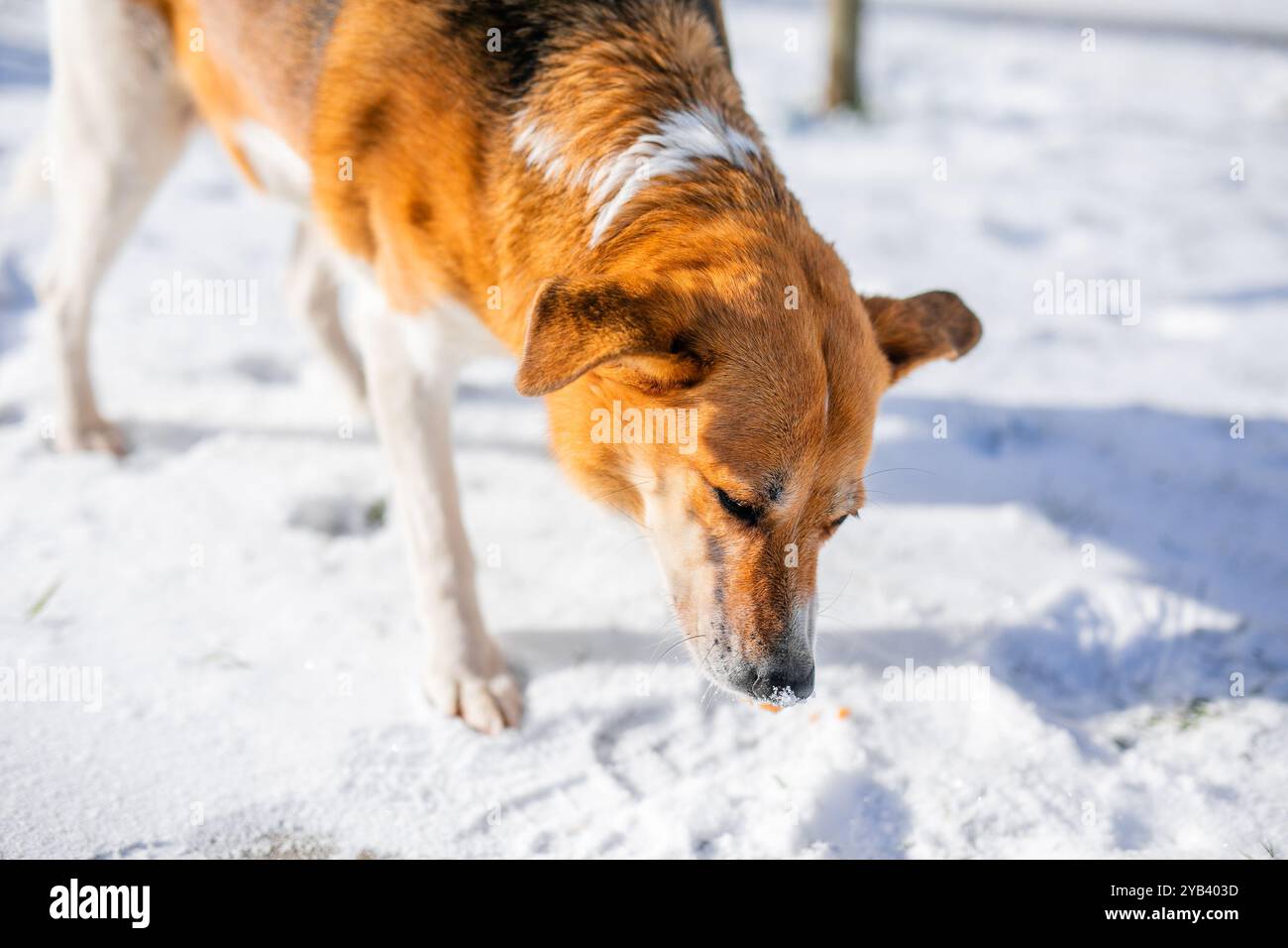 Ein obdachloser, großer, weiß-brauner, alter Hund auf der Straße in der rauen Winterkälte sucht Zuflucht. Stockfoto