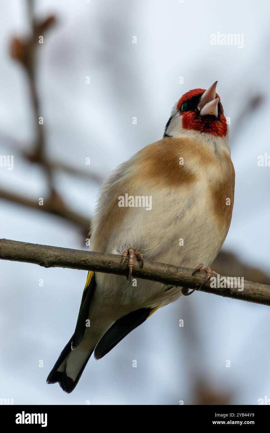 Der Europäische Goldfink ernährt sich von Samen und Insekten. Dieses Foto wurde im Father Collins Park in Dublin aufgenommen und zeigt den Vogel in seinem natürlichen städtischen setti Stockfoto