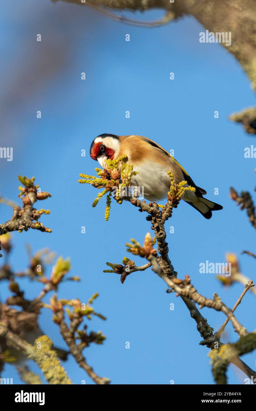 Der Europäische Goldfink ernährt sich von Samen und Insekten. Dieses Foto wurde im Father Collins Park in Dublin aufgenommen und zeigt den Vogel in seinem natürlichen städtischen setti Stockfoto