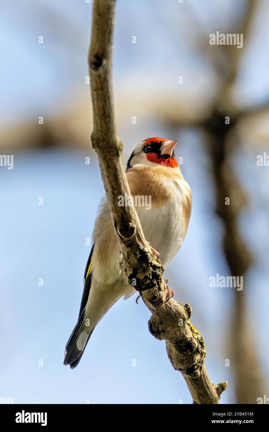 Der Europäische Goldfink ernährt sich von Samen und Insekten. Dieses Foto wurde im Father Collins Park in Dublin aufgenommen und zeigt den Vogel in seinem natürlichen städtischen setti Stockfoto
