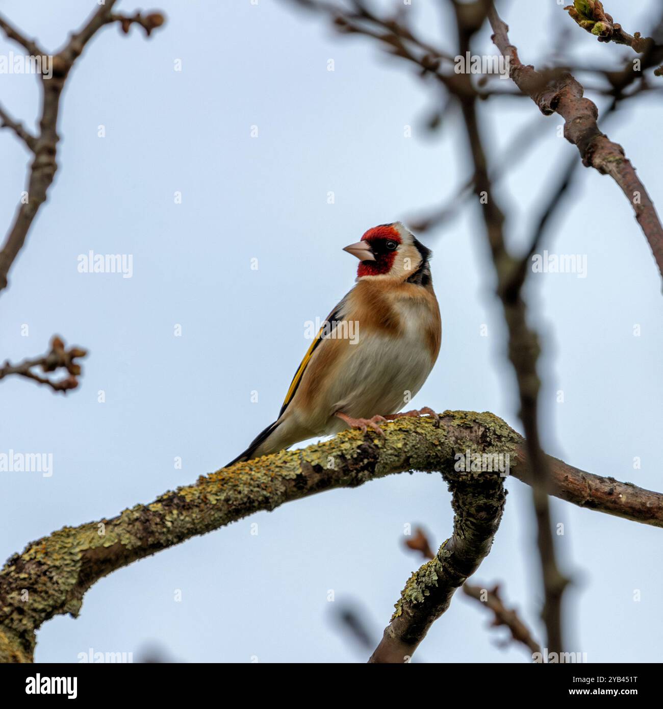 Der Europäische Goldfink ernährt sich von Samen und Insekten. Dieses Foto wurde im Father Collins Park in Dublin aufgenommen und zeigt den Vogel in seinem natürlichen städtischen setti Stockfoto