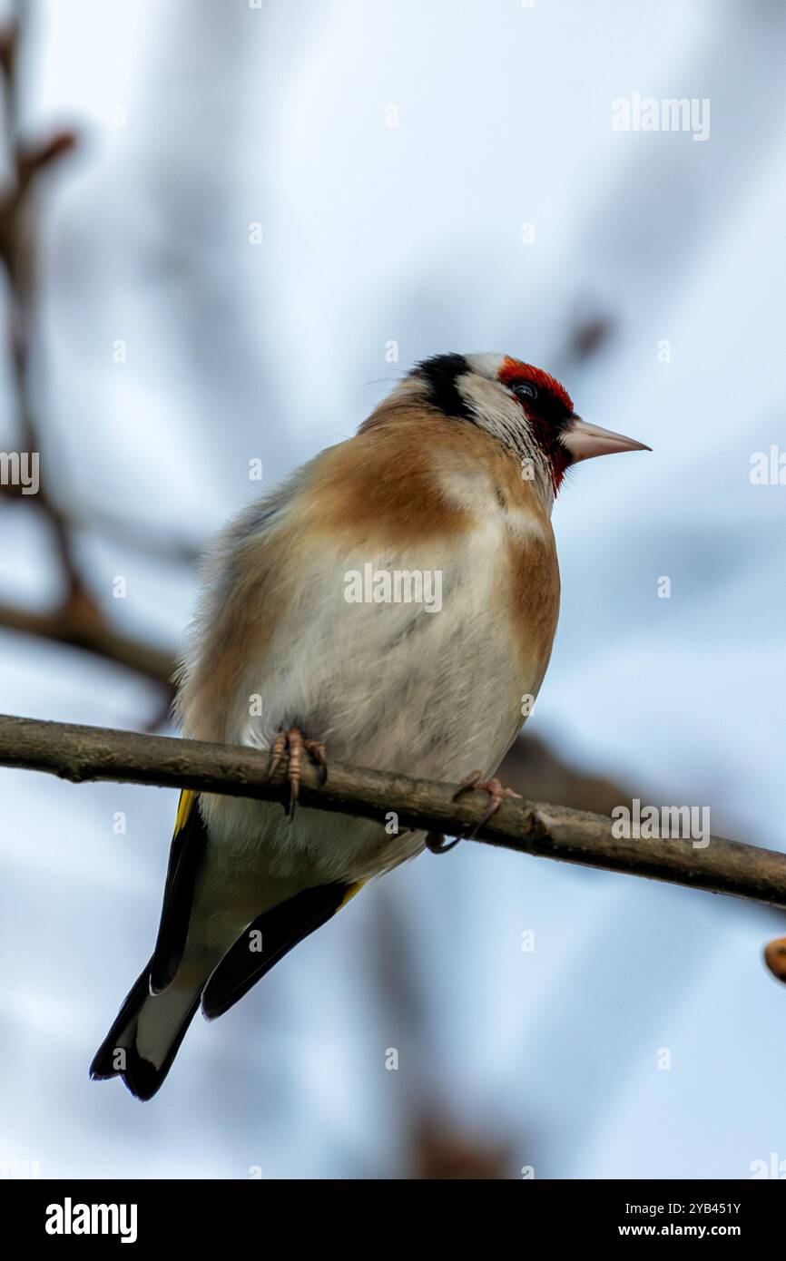 Der Europäische Goldfink ernährt sich von Samen und Insekten. Dieses Foto wurde im Father Collins Park in Dublin aufgenommen und zeigt den Vogel in seinem natürlichen städtischen setti Stockfoto