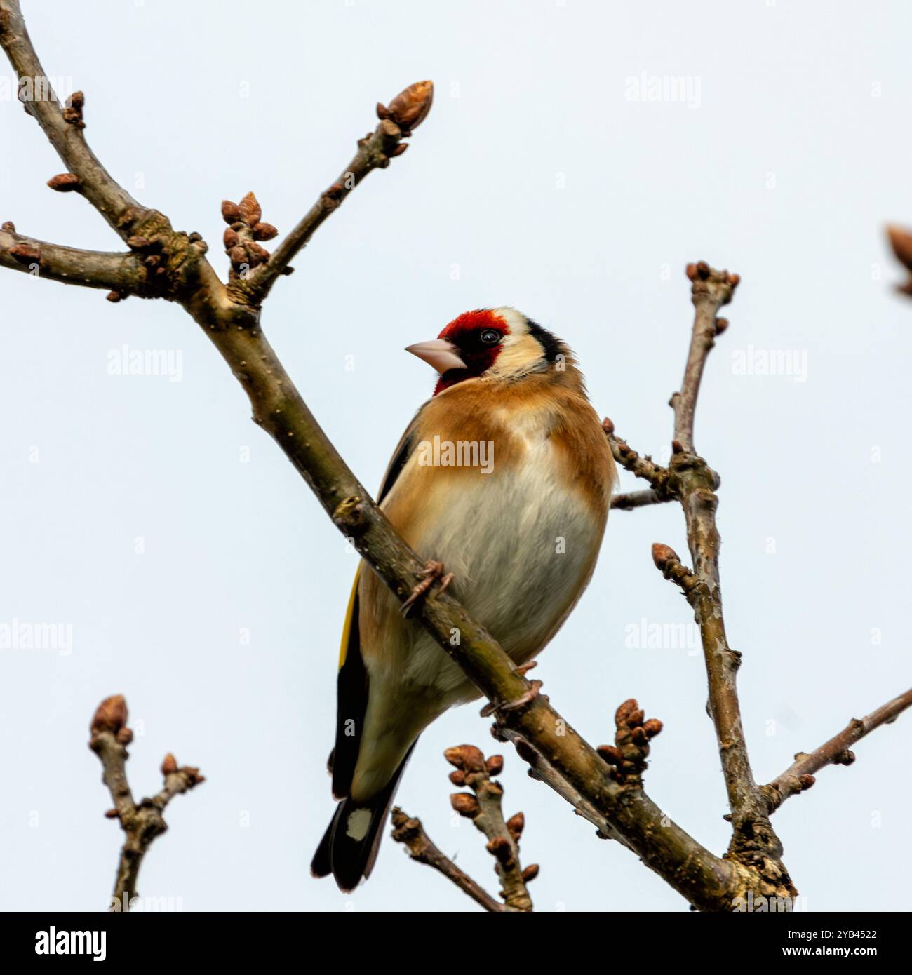 Der Europäische Goldfink ernährt sich von Samen und Insekten. Dieses Foto wurde im Father Collins Park in Dublin aufgenommen und zeigt den Vogel in seinem natürlichen städtischen setti Stockfoto