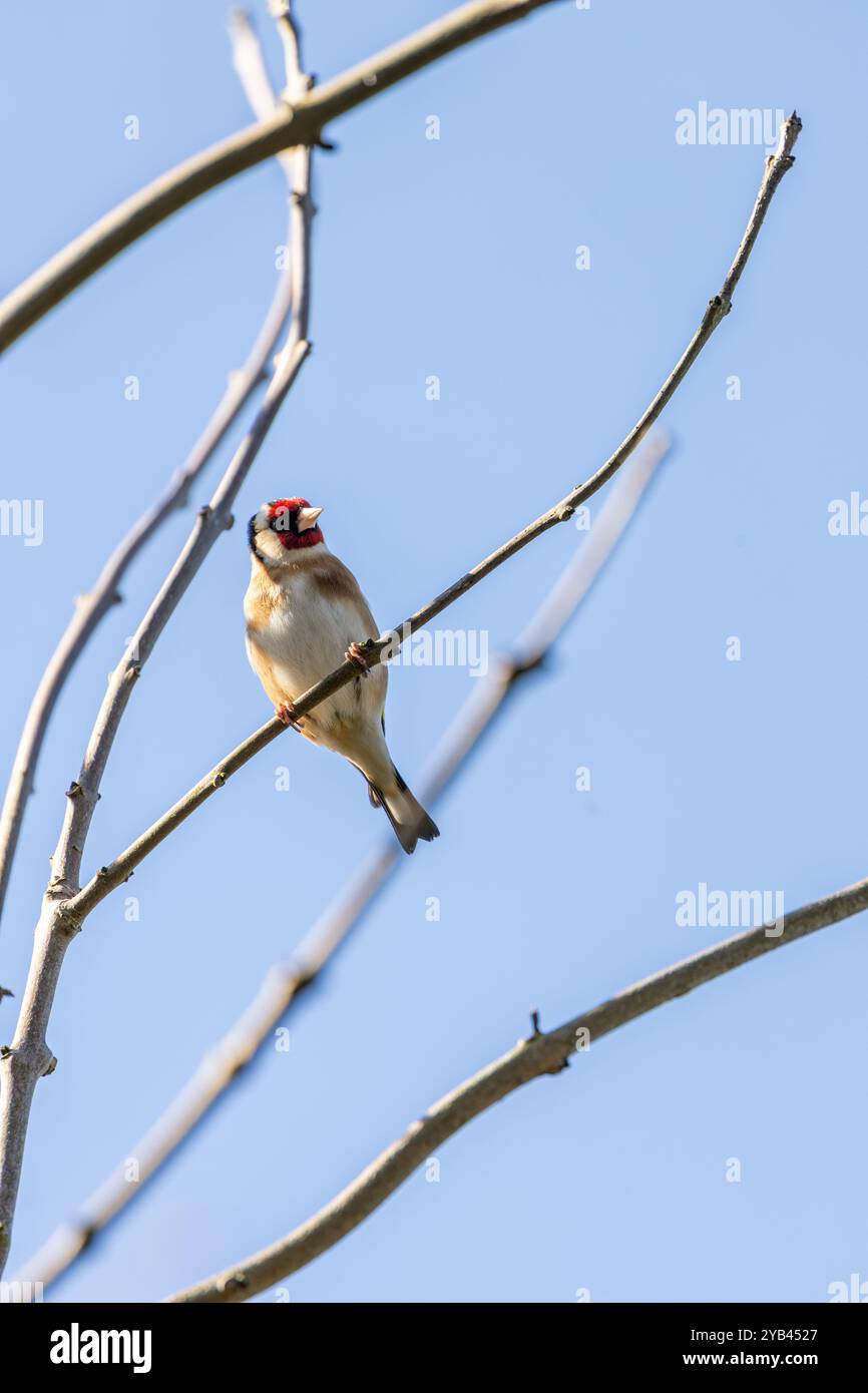 Der Europäische Goldfink ernährt sich von Samen und Insekten. Dieses Foto wurde im Father Collins Park in Dublin aufgenommen und zeigt den Vogel in seinem natürlichen städtischen setti Stockfoto