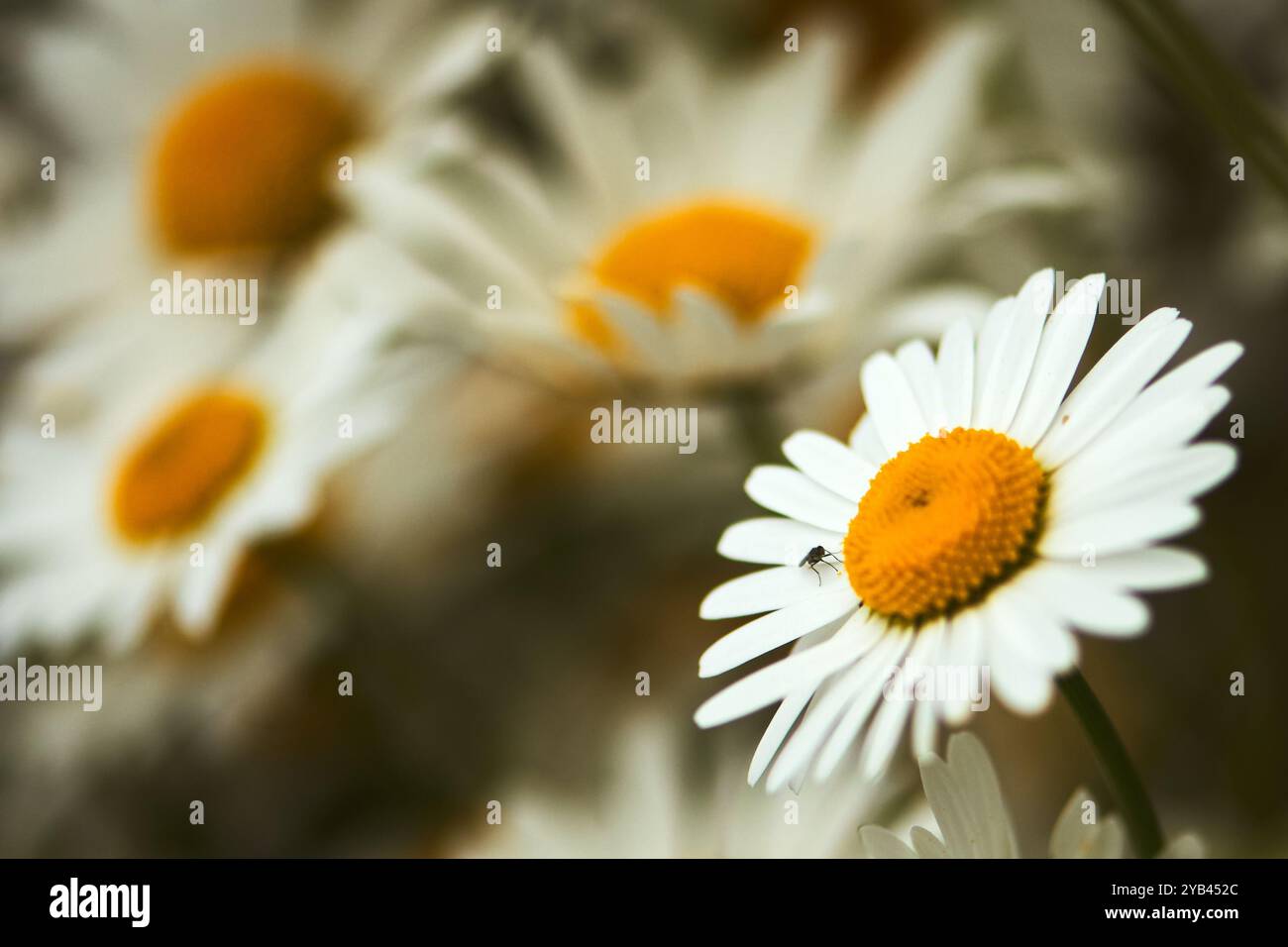 Nahaufnahme (Makro) mehrerer Oxeye Daises auf Wildblumenwiese Stockfoto