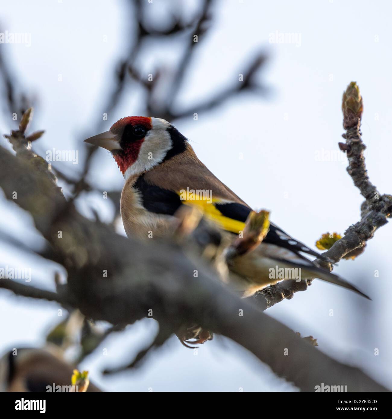 Der Europäische Goldfink ernährt sich von Samen und Insekten. Dieses Foto wurde im Father Collins Park in Dublin aufgenommen und zeigt den Vogel in seinem natürlichen städtischen setti Stockfoto