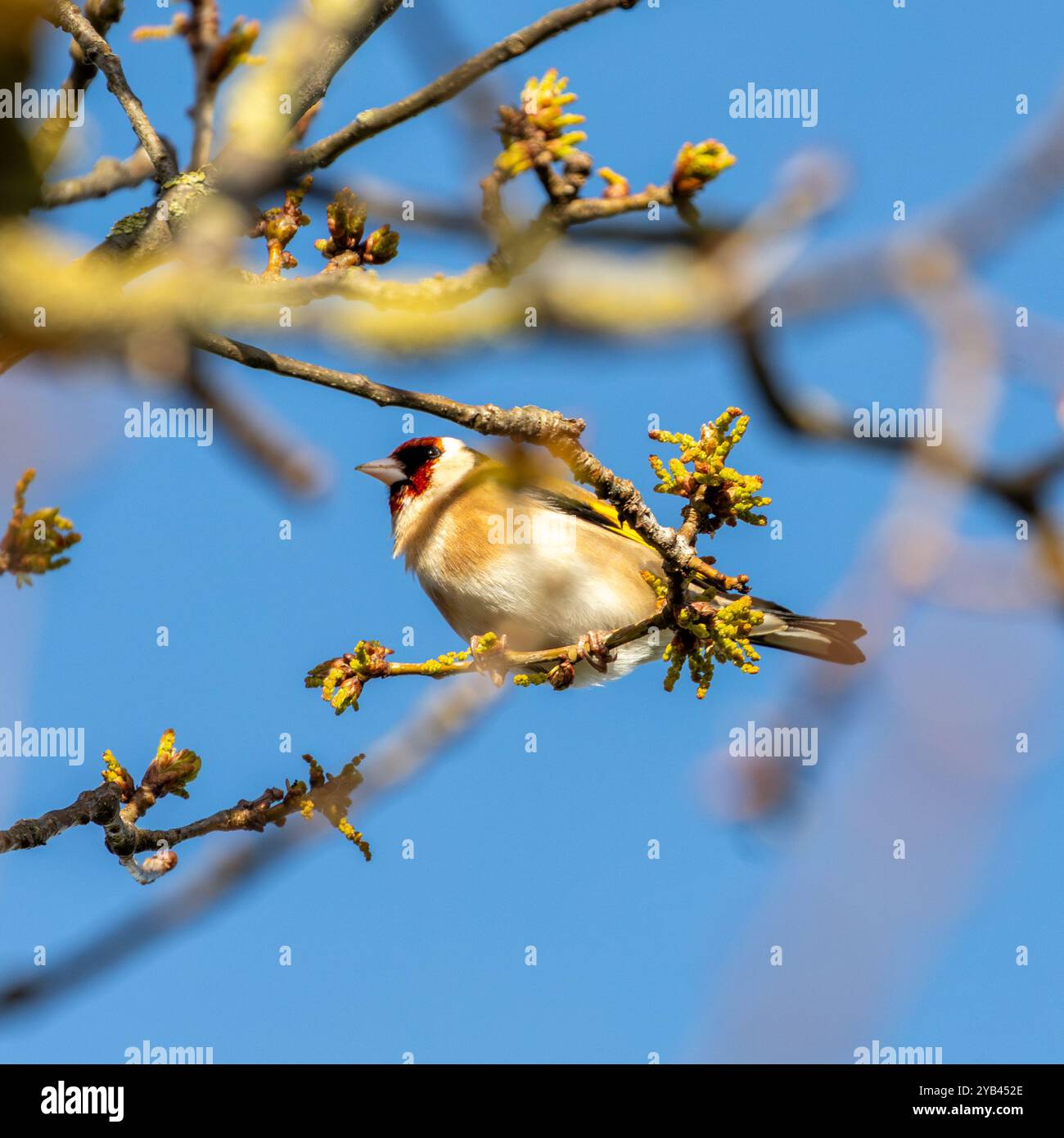 Der Europäische Goldfink ernährt sich von Samen und Insekten. Dieses Foto wurde im Father Collins Park in Dublin aufgenommen und zeigt den Vogel in seinem natürlichen städtischen setti Stockfoto