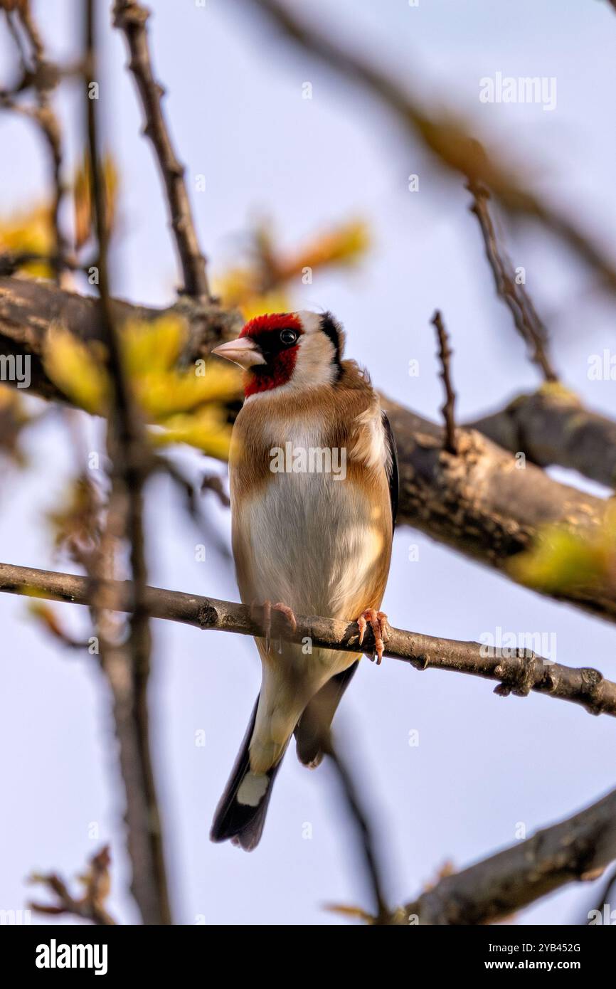 Der Europäische Goldfink ernährt sich von Samen und Insekten. Dieses Foto wurde im Father Collins Park in Dublin aufgenommen und zeigt den Vogel in seinem natürlichen städtischen setti Stockfoto