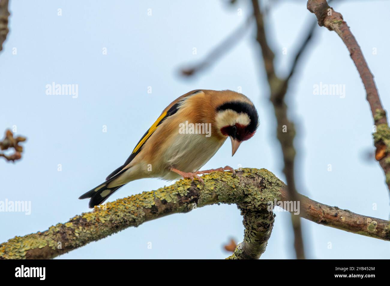 Der Europäische Goldfink ernährt sich von Samen und Insekten. Dieses Foto wurde im Father Collins Park in Dublin aufgenommen und zeigt den Vogel in seinem natürlichen städtischen setti Stockfoto
