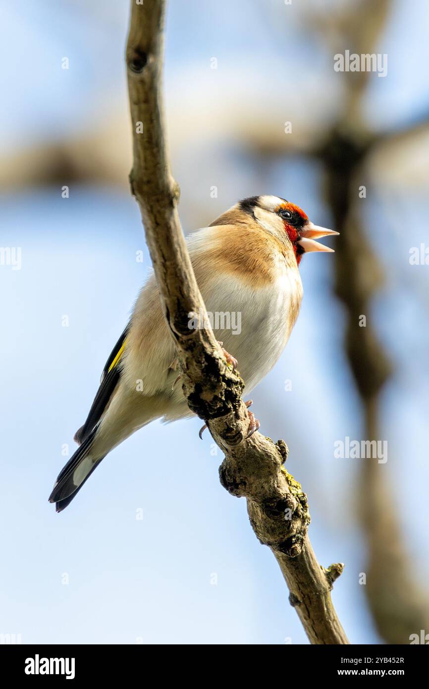 Der Europäische Goldfink ernährt sich von Samen und Insekten. Dieses Foto wurde im Father Collins Park in Dublin aufgenommen und zeigt den Vogel in seinem natürlichen städtischen setti Stockfoto