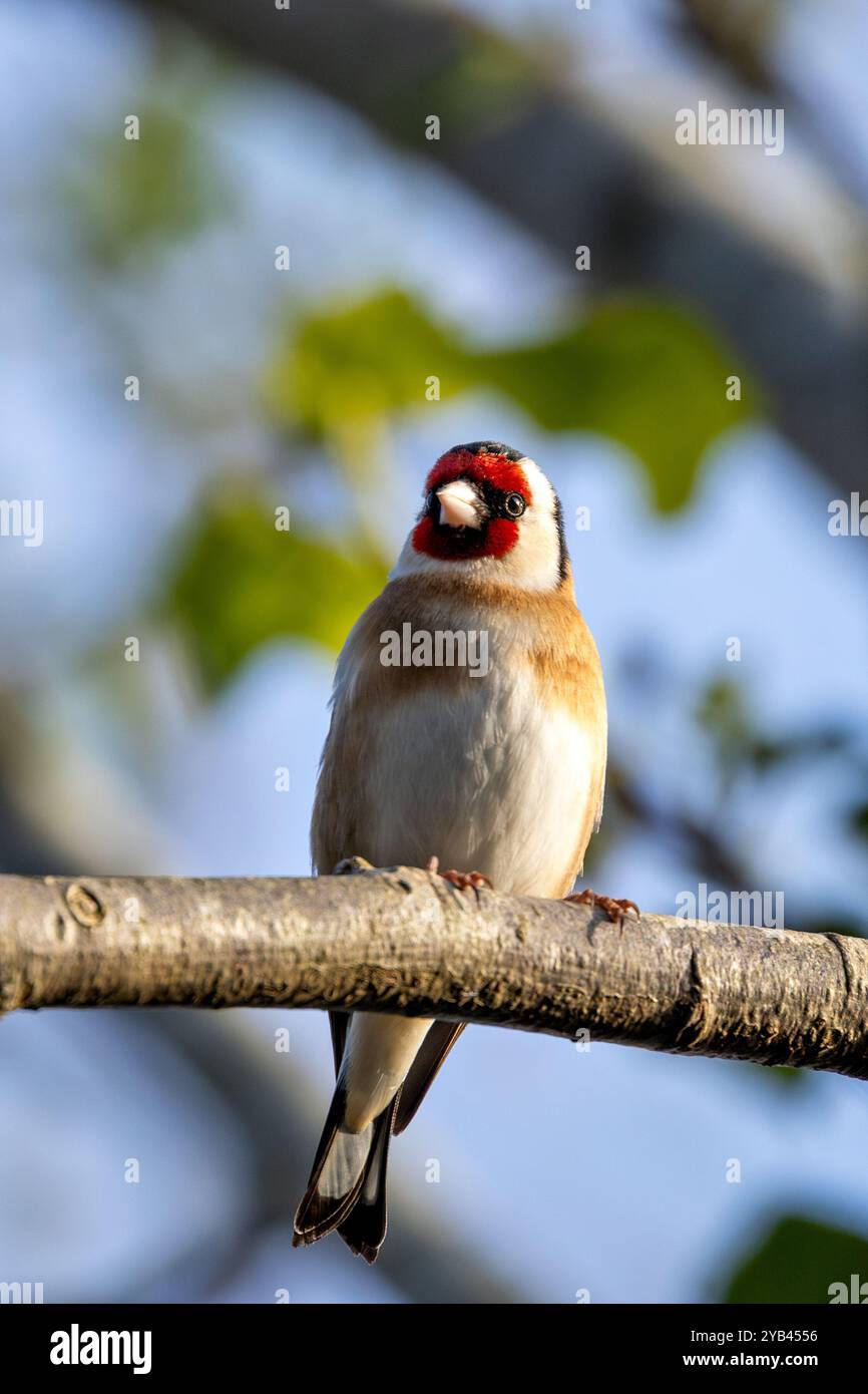 Der Europäische Goldfink ernährt sich von Samen und Insekten. Dieses Foto wurde im Father Collins Park in Dublin aufgenommen und zeigt den Vogel in seinem natürlichen städtischen setti Stockfoto