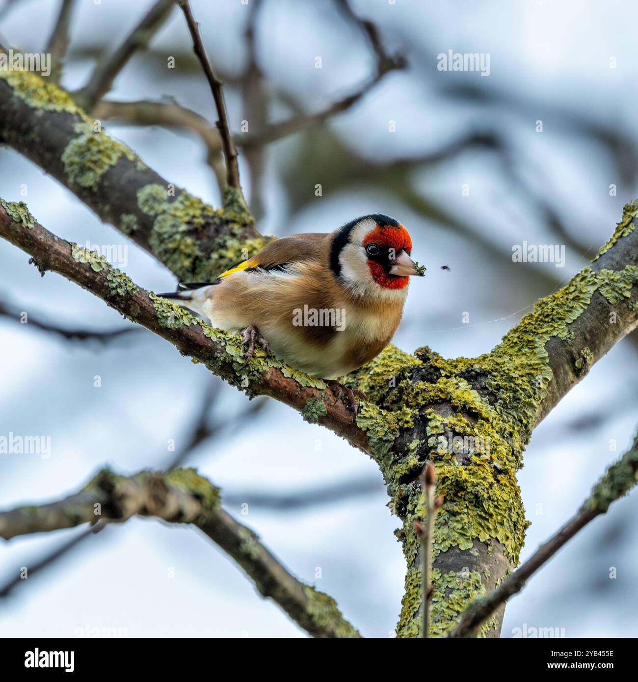 Der Europäische Goldfink ernährt sich von Samen und Insekten. Dieses Foto wurde im Father Collins Park in Dublin aufgenommen und zeigt den Vogel in seinem natürlichen städtischen setti Stockfoto