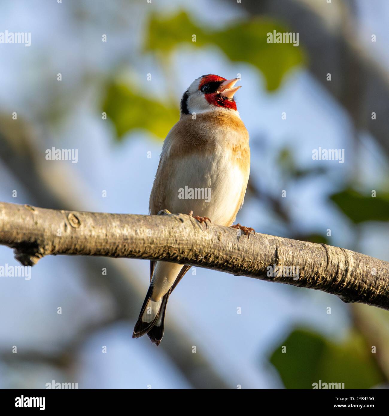 Der Europäische Goldfink ernährt sich von Samen und Insekten. Dieses Foto wurde im Father Collins Park in Dublin aufgenommen und zeigt den Vogel in seinem natürlichen städtischen setti Stockfoto