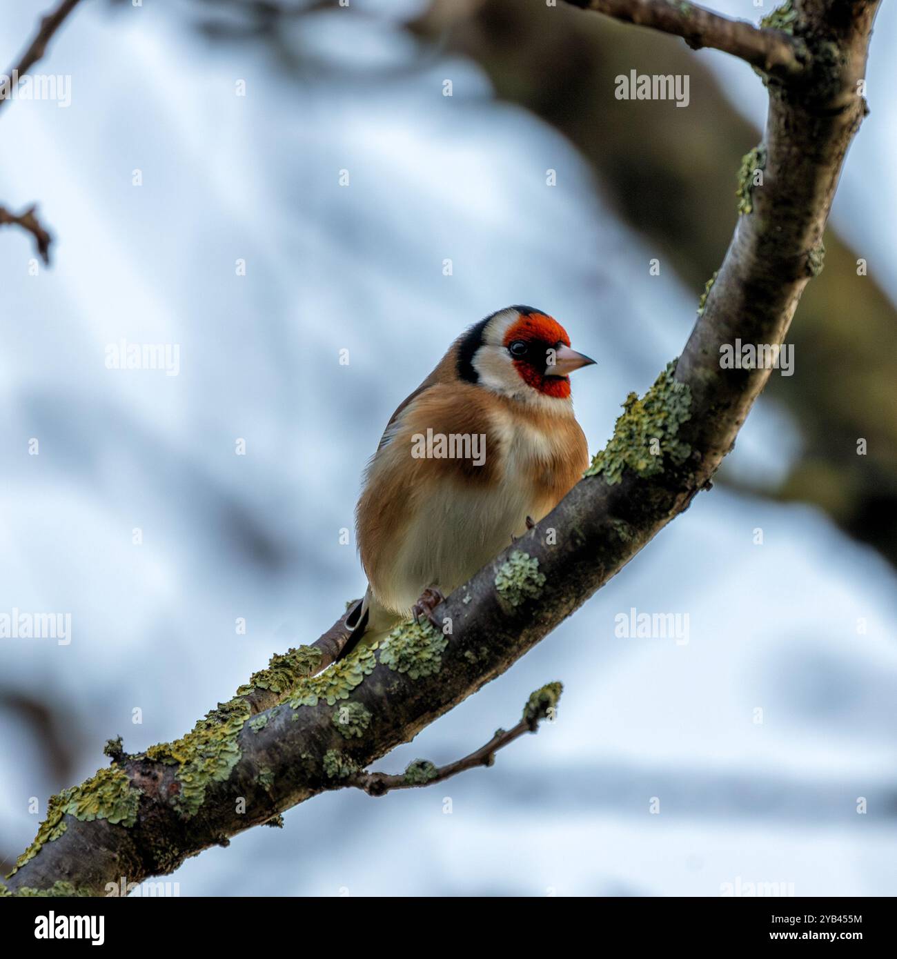 Der Europäische Goldfink ernährt sich von Samen und Insekten. Dieses Foto wurde im Father Collins Park in Dublin aufgenommen und zeigt den Vogel in seinem natürlichen städtischen setti Stockfoto