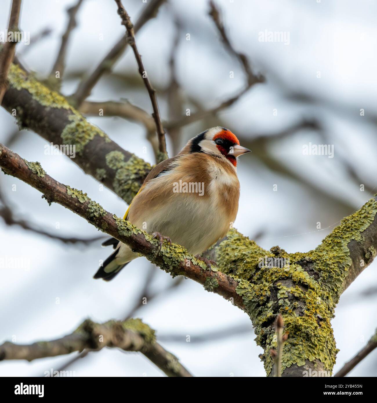 Der Europäische Goldfink ernährt sich von Samen und Insekten. Dieses Foto wurde im Father Collins Park in Dublin aufgenommen und zeigt den Vogel in seinem natürlichen städtischen setti Stockfoto