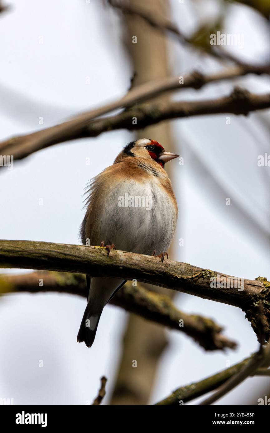 Der Europäische Goldfink ernährt sich von Samen und Insekten. Dieses Foto wurde im Father Collins Park in Dublin aufgenommen und zeigt den Vogel in seinem natürlichen städtischen setti Stockfoto