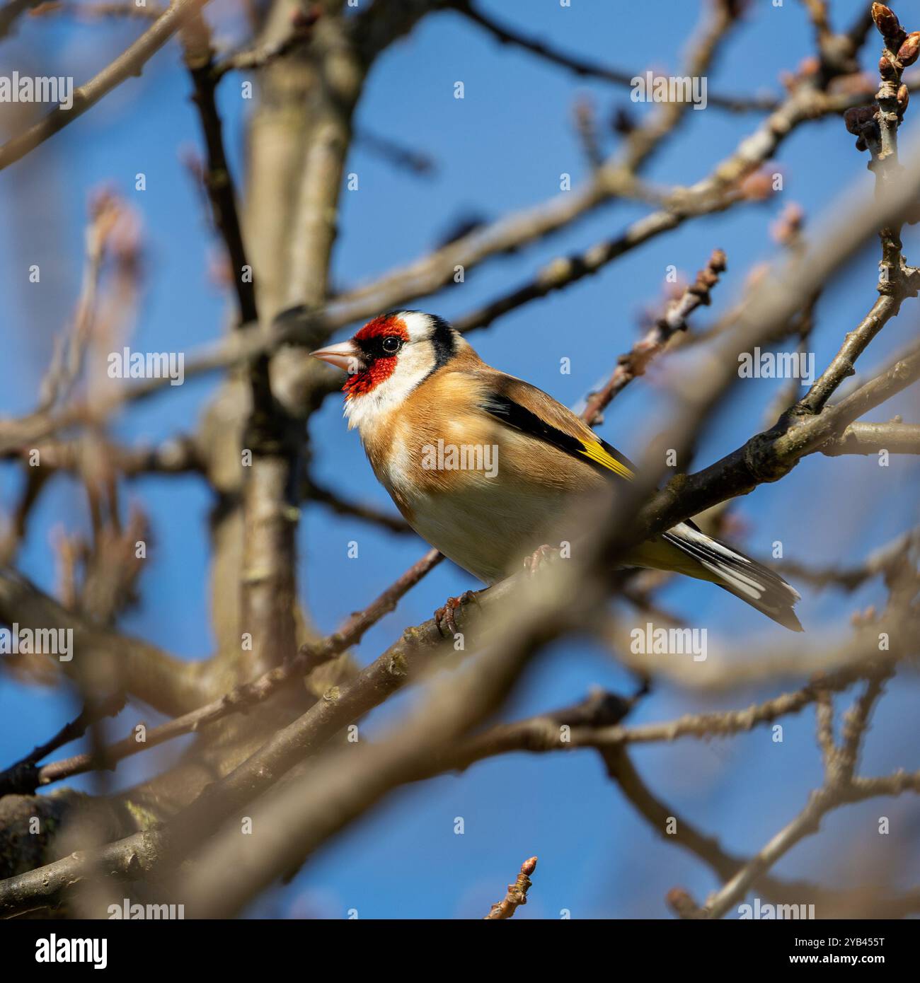 Der Europäische Goldfink ernährt sich von Samen und Insekten. Dieses Foto wurde im Father Collins Park in Dublin aufgenommen und zeigt den Vogel in seinem natürlichen städtischen setti Stockfoto