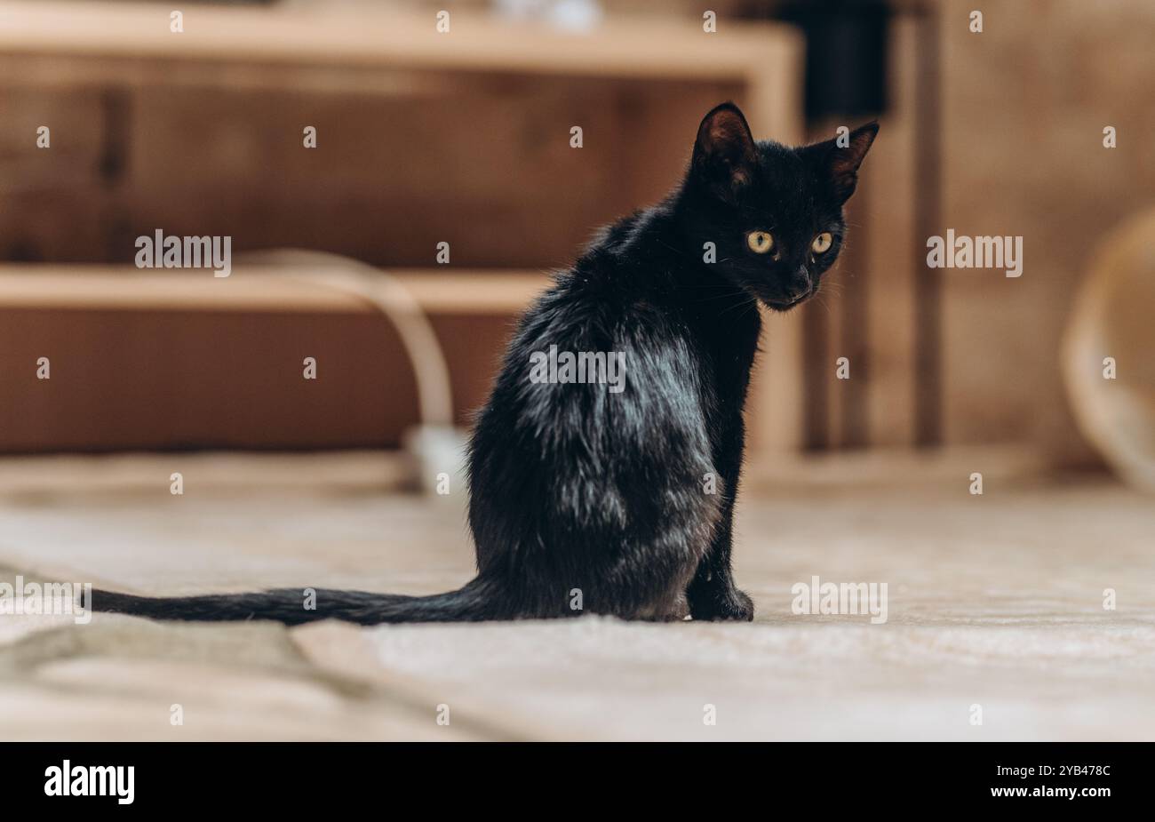 Eine schlanke schwarze Katze sitzt aufrecht im Haus und blickt mit einem fokussierten und neugierigen Ausdruck nach vorne. Das glänzende schwarze Fell der Katze und die hellgelben Augen stechen hervor Stockfoto