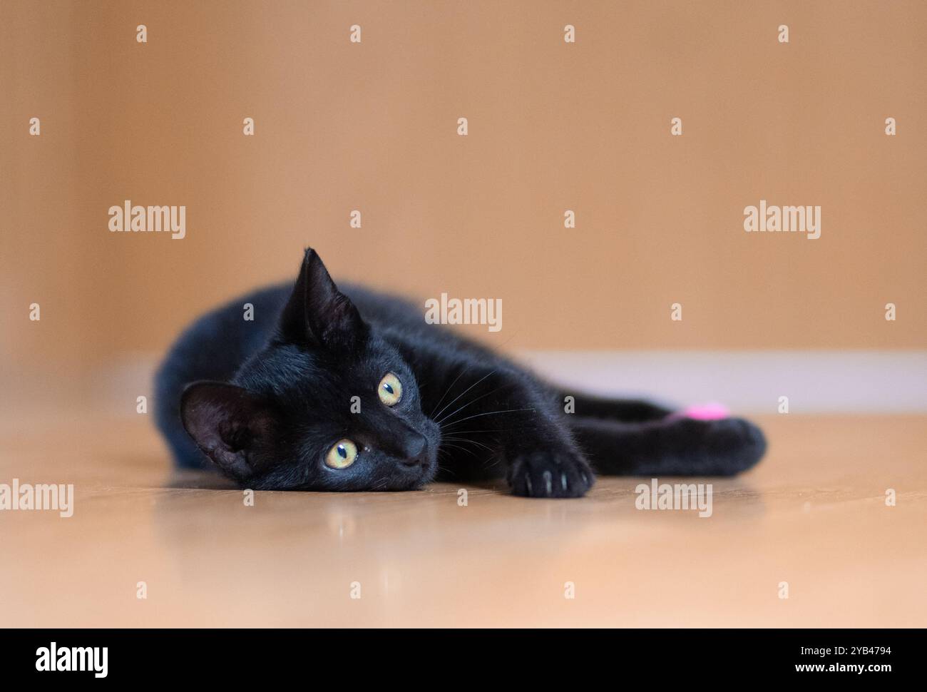 Eine elegante schwarze Katze liegt bequem auf einem glatten Holzboden drinnen und blickt mit ihren hellgelben Augen neugierig nach vorne. Die entspannte Haltung und weich Stockfoto