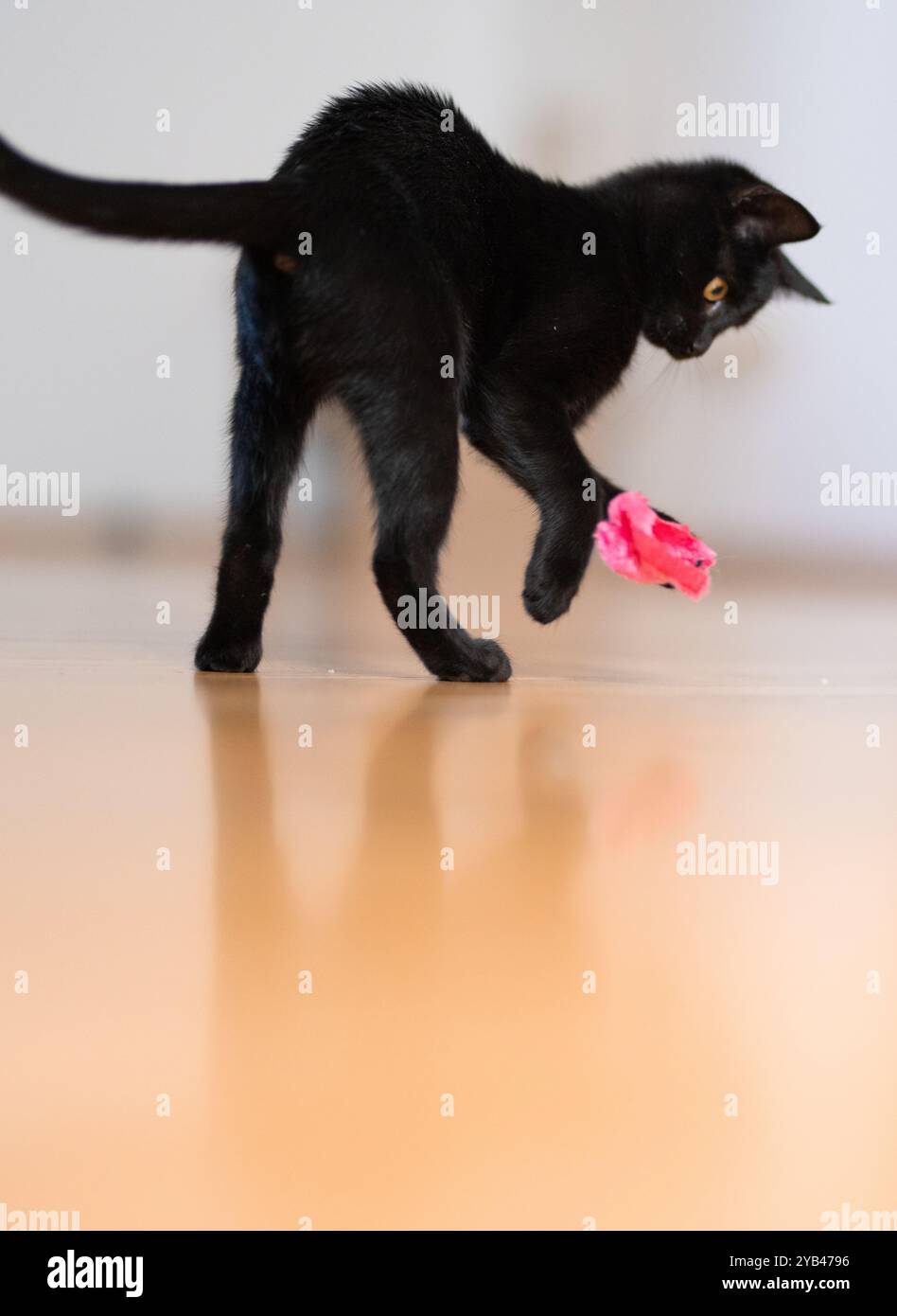 Eine schlanke schwarze Katze liegt drinnen auf einem Holzboden und konzentriert sich intensiv auf ein kleines rosafarbenes Spielzeug. Die verspielte Haltung der Katze und die scharfen gelben Augen betonen sie Stockfoto