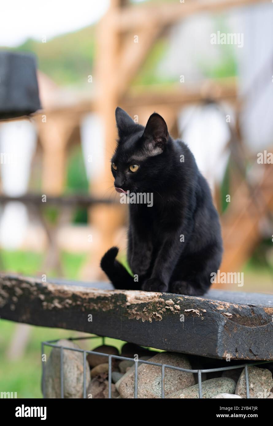 Eine elegante schwarze Katze sitzt friedlich draußen auf einer Holzoberfläche, mit einem weichen, verschwommenen Hintergrund, der das glänzende Fell der Katze betont und Sie fesselnd macht Stockfoto