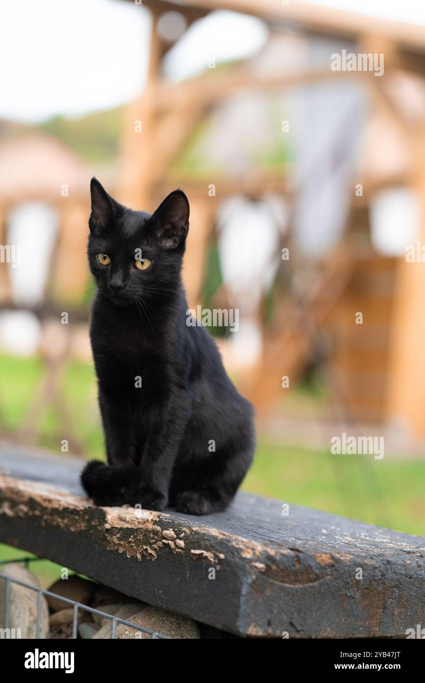 Eine elegante schwarze Katze sitzt friedlich draußen auf einer Holzoberfläche, mit einem weichen, verschwommenen Hintergrund, der das glänzende Fell der Katze betont und Sie fesselnd macht Stockfoto