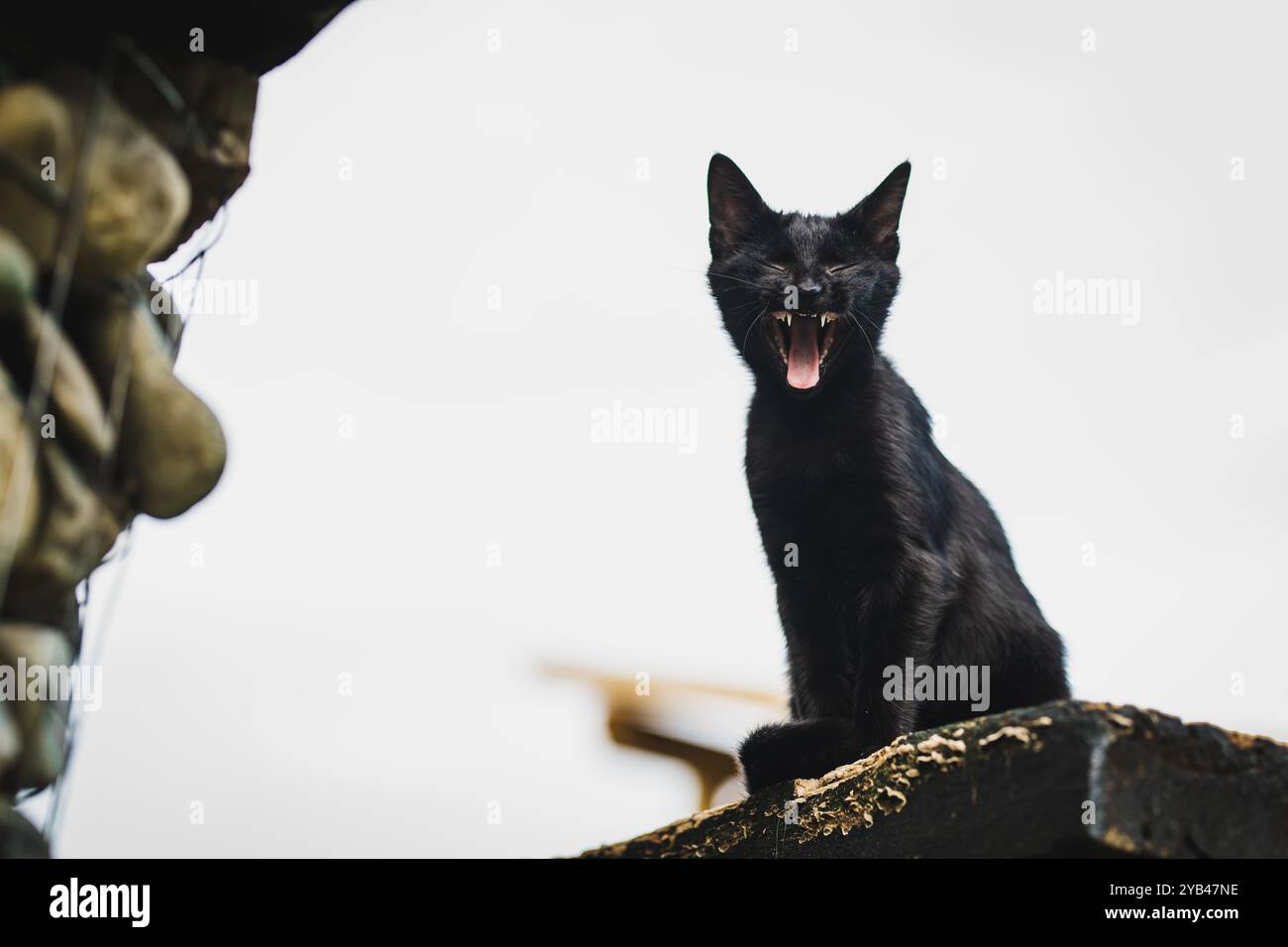 Eine wunderschöne junge schwarze Katze, die draußen mit Einem hellen Himmel În im Hintergrund gähnt Stockfoto