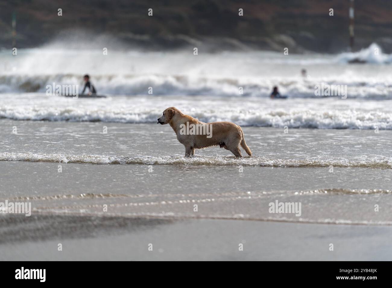 Ein Retriever-Hund, der in den Untiefen vor den Wellen steht, von Sturm Brian, der in der Herbstsaison auf North Sands kommt Stockfoto