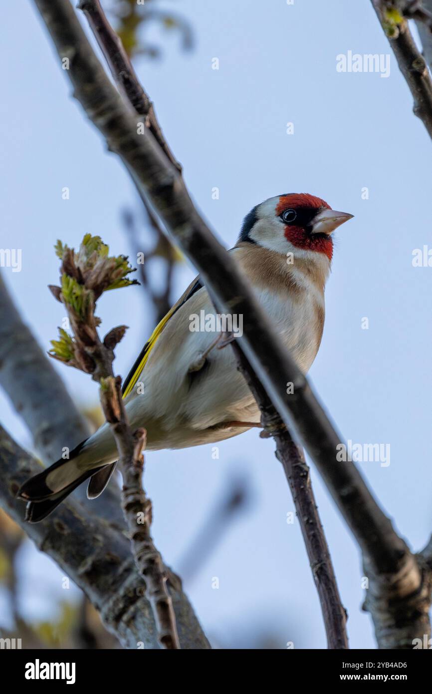 Der Europäische Goldfink ernährt sich von Samen und Insekten. Dieses Foto wurde im Father Collins Park in Dublin aufgenommen und zeigt den Vogel in seinem natürlichen städtischen setti Stockfoto