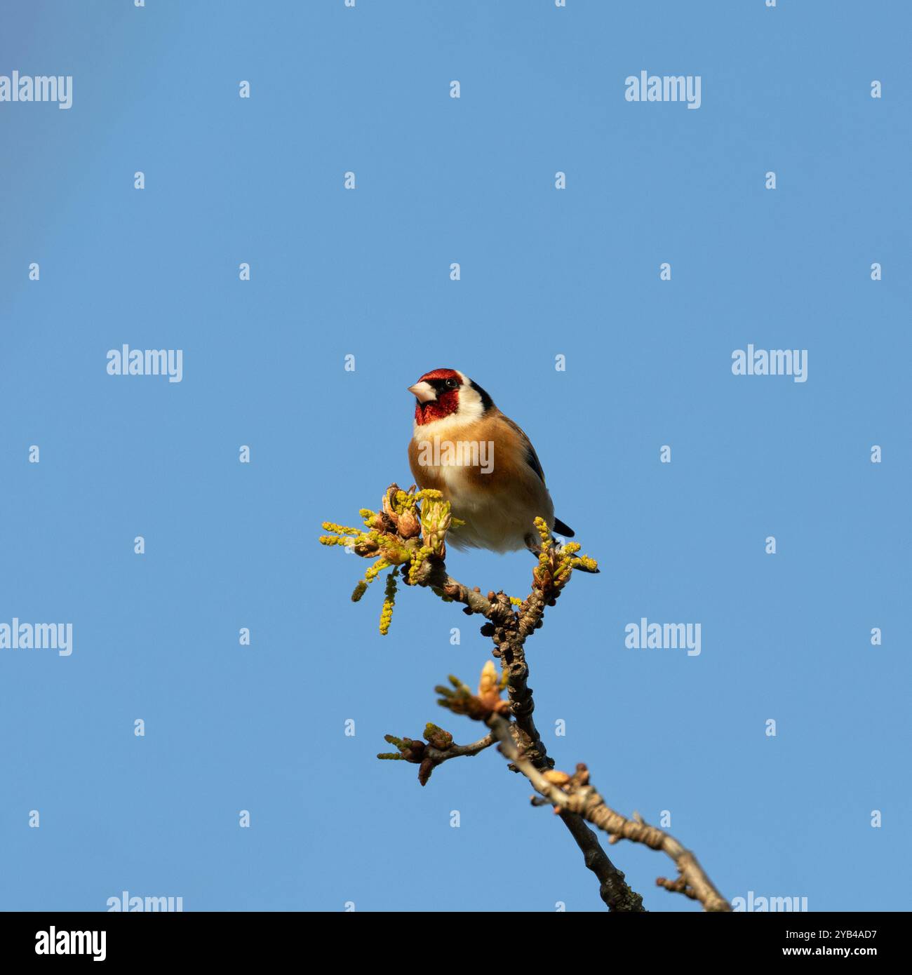 Der Europäische Goldfink ernährt sich von Samen und Insekten. Dieses Foto wurde im Father Collins Park in Dublin aufgenommen und zeigt den Vogel in seinem natürlichen städtischen setti Stockfoto