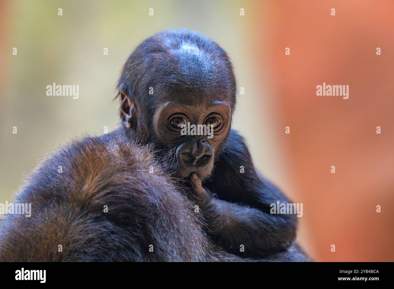 Westlicher Tiefland-Gorilla, der auf dem Rücken seiner Mutter reitet Stockfoto