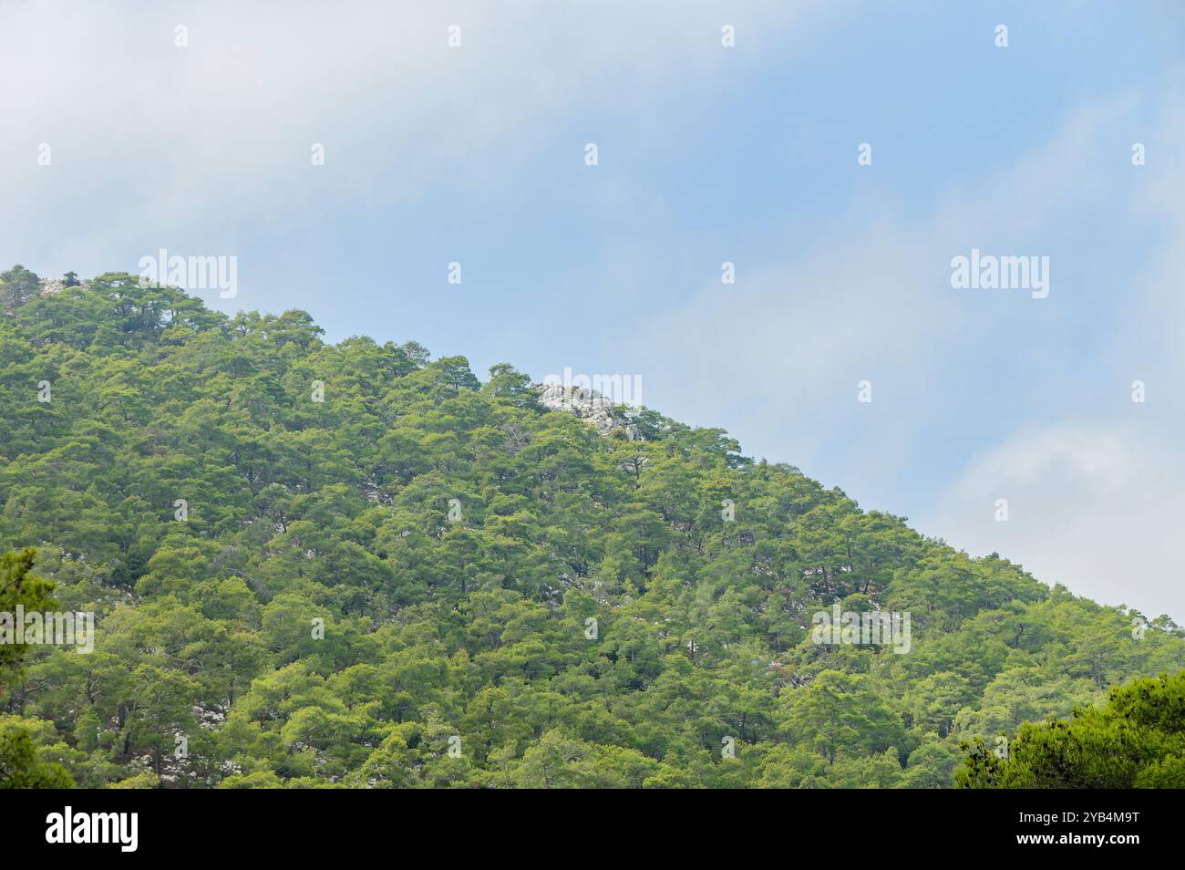 Ein lebhafter, grüner Hügel erhebt sich vor einem Hintergrund flauschiger Wolken und fängt das Wesen der unberührten Wildnis in einer friedlichen, natürlichen Umgebung ein. Stockfoto