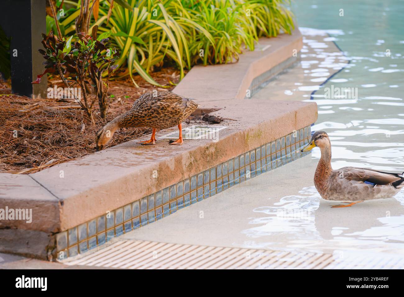 Enten in einem Swimmingpool auf dem Wasser, einer am Rand Stockfoto