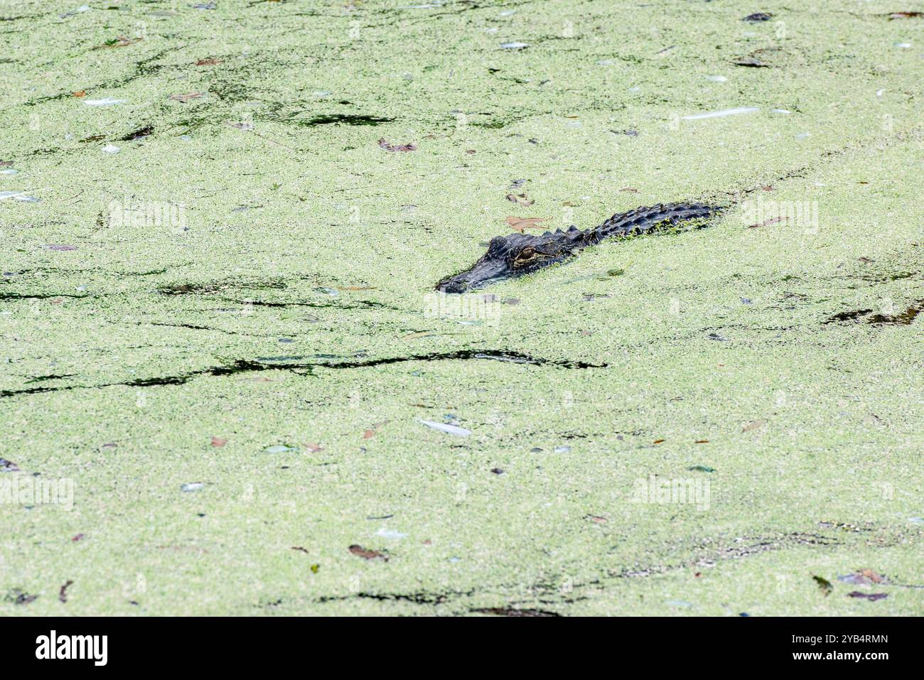Auf dem Cypress Wetlands Trail in Port Royal, South Carolina, auf den Sea Islands, gibt es eine Vielzahl von Tieren und Pflanzen. Stockfoto