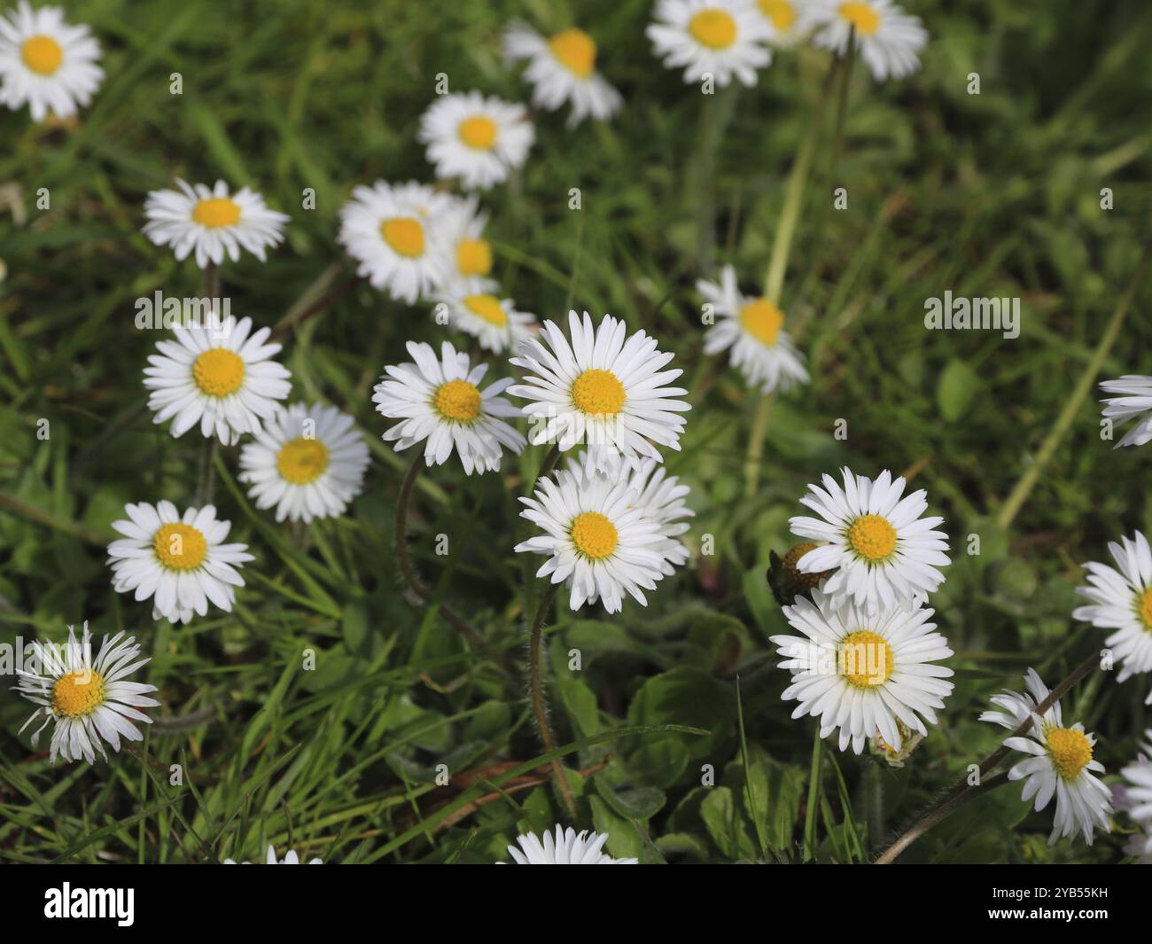 Viele Gänseblümchen wachsen auf einer grünen Wiese Stockfoto