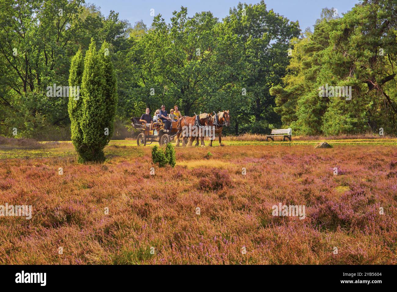 Heidenlandschaft mit Pferdekutsche, Schneverdingen, Lüneburger Heide, Niedersachsen, Deutschland, Europa Stockfoto