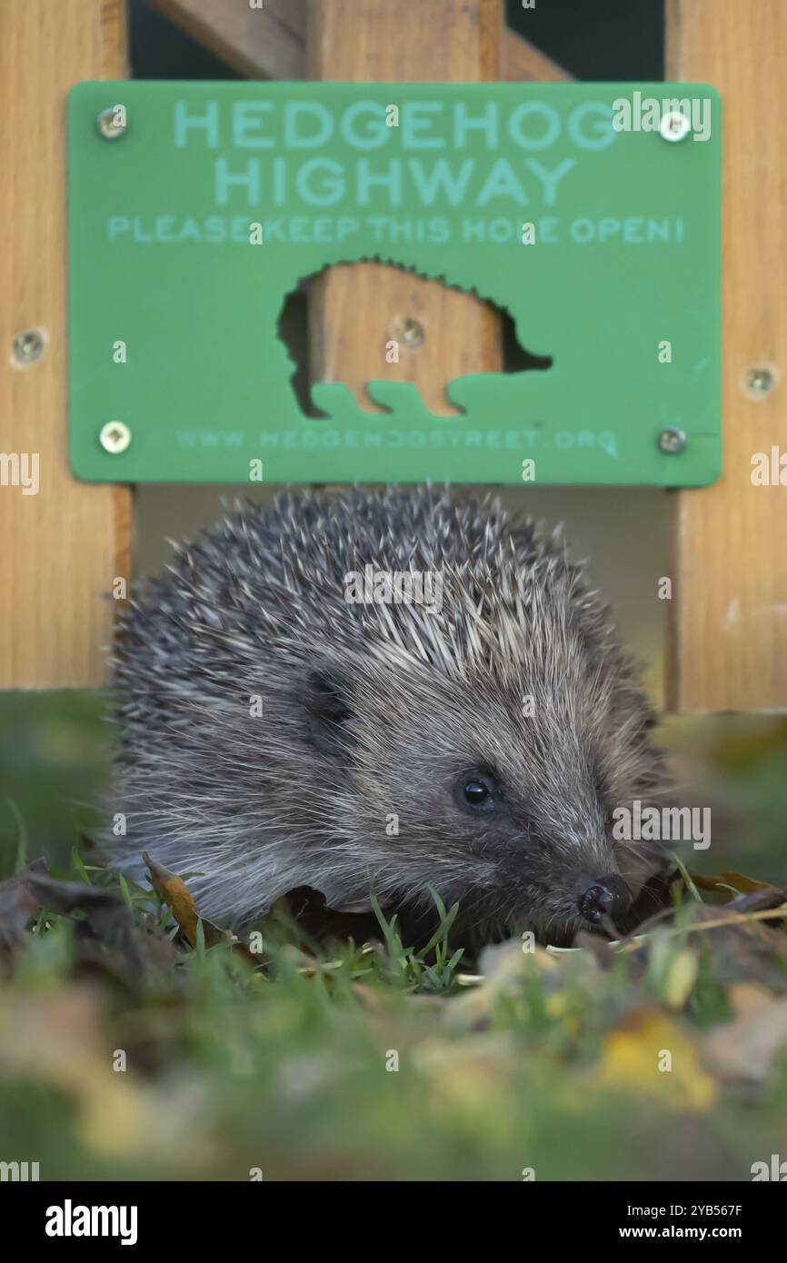 Europäischer Igel (Erinaceus europaeus), erwachsenes Tier, das durch ein Igel-Autobahnschild auf einem städtischen Gartenrasen mit herabfallenden Herbstblättern spaziert Stockfoto