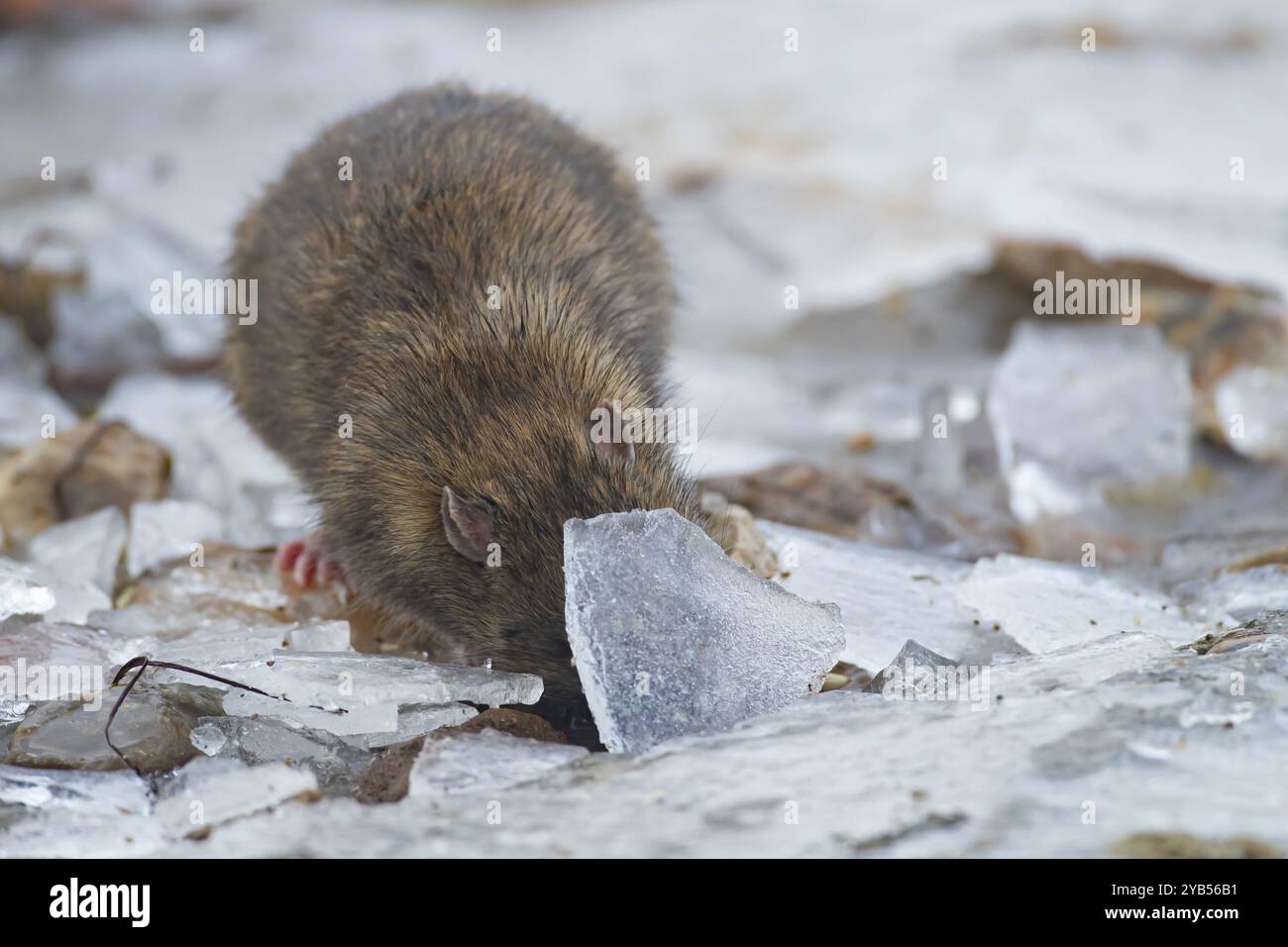 Braune Ratte (Rattus norvegicus) erwachsenes Tier auf der Suche nach Nahrung unter dem Eis auf einem gefrorenen Teich, England, Vereinigtes Königreich, Europa Stockfoto