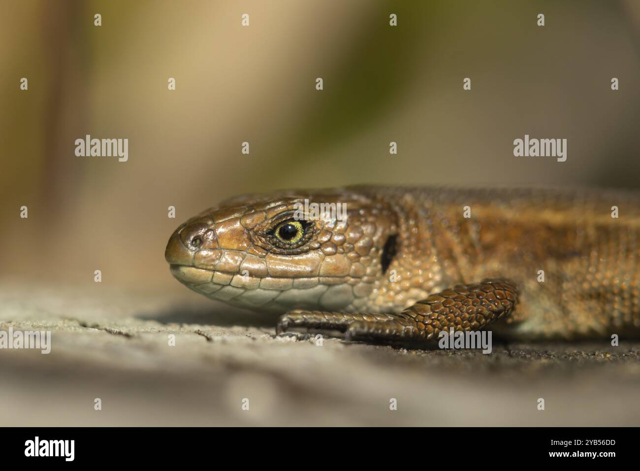 Eidechse (Zootoca vivipara), adultes Reptil, das sich auf einem Holzschläfer sonnt, England, Vereinigtes Königreich, Europa Stockfoto