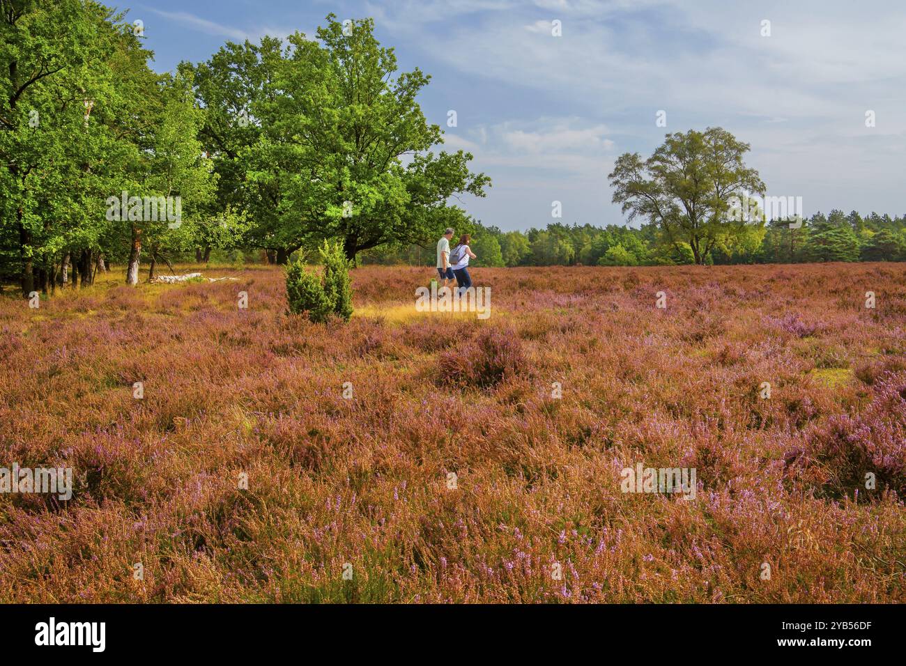 Heidelandschaft mit Wanderern, Schneverdingen, Lüneburger Heide, Niedersachsen, Deutschland, Europa Stockfoto