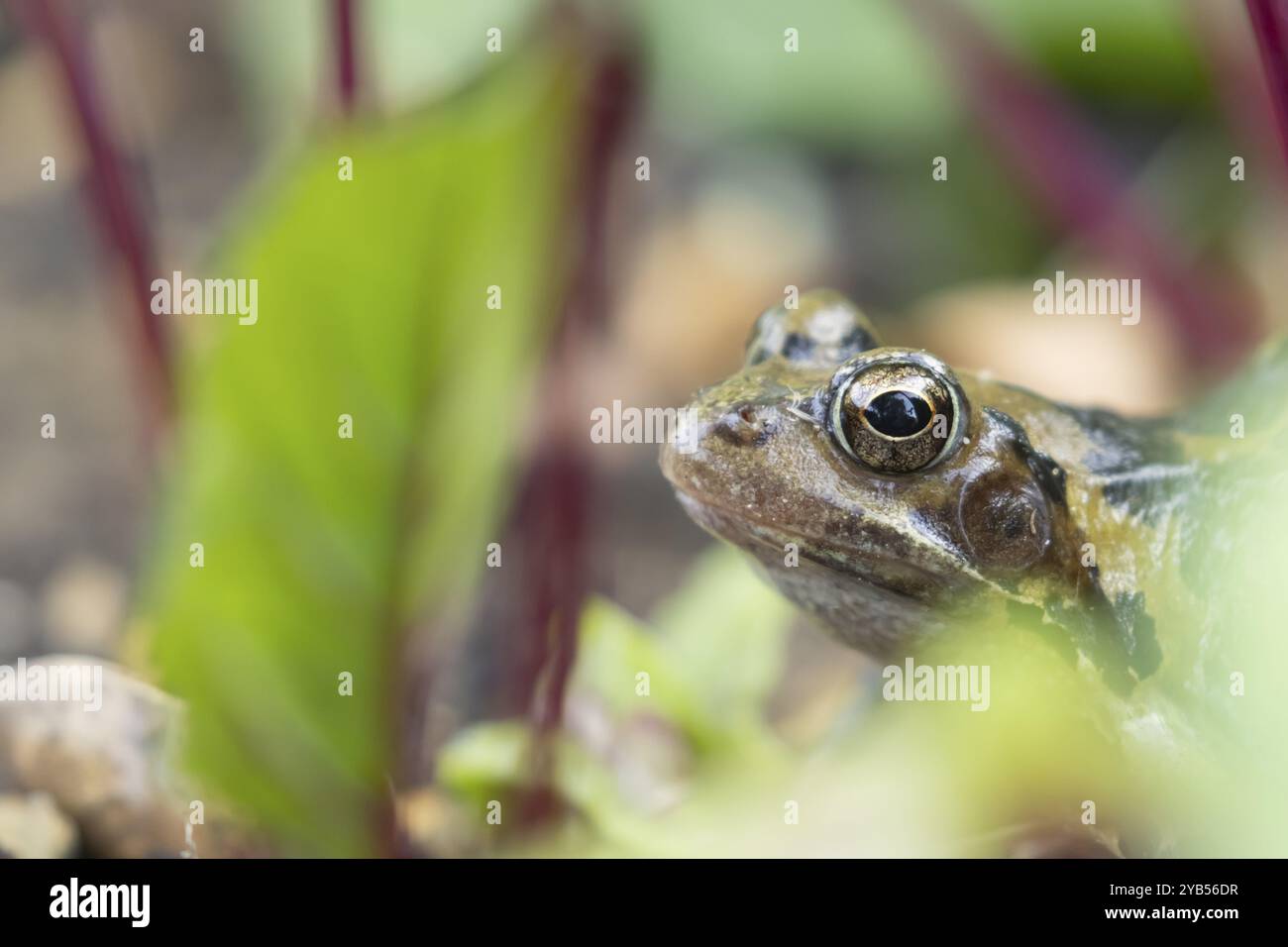Gemeiner Frosch (Rana temporaria) erwachsener Amphibien auf einem Gemüsebeet mit Roter Beete im Sommer, England, Vereinigtes Königreich, Europa Stockfoto