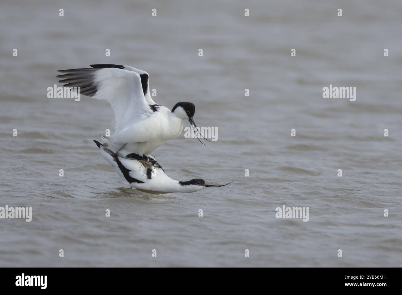 Pied avocet (Recurvirostra avosetta) zwei Erwachsene Watvögel paaren sich im Flachwasser, England, Vereinigtes Königreich, Europa Stockfoto