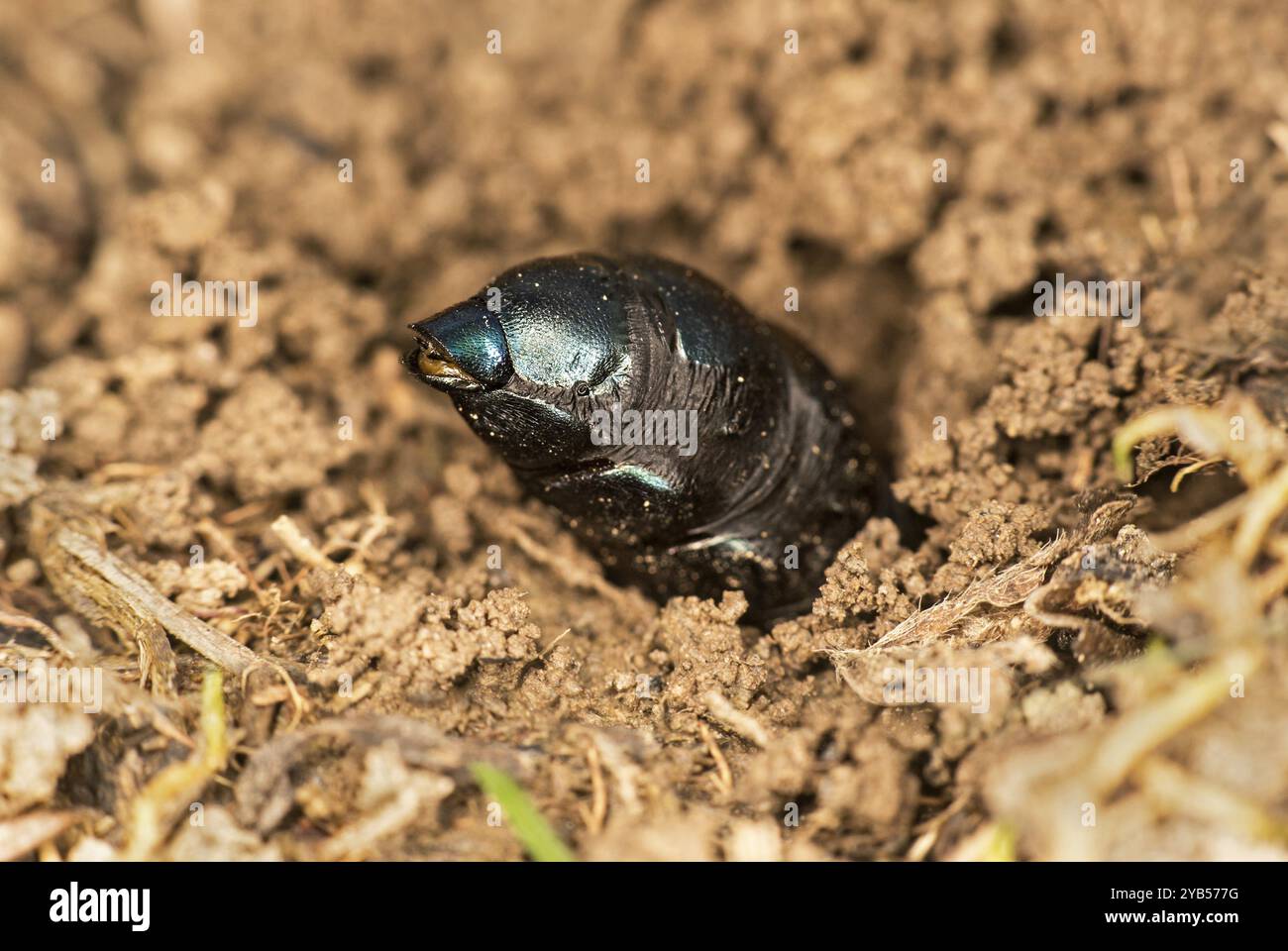 Schwarzölkäfer (Meloe proscarabaeus), Weibchen, das ein Loch in den Boden gräbt, um ihre Eier zu legen, Wallis, Schweiz, Europa Stockfoto