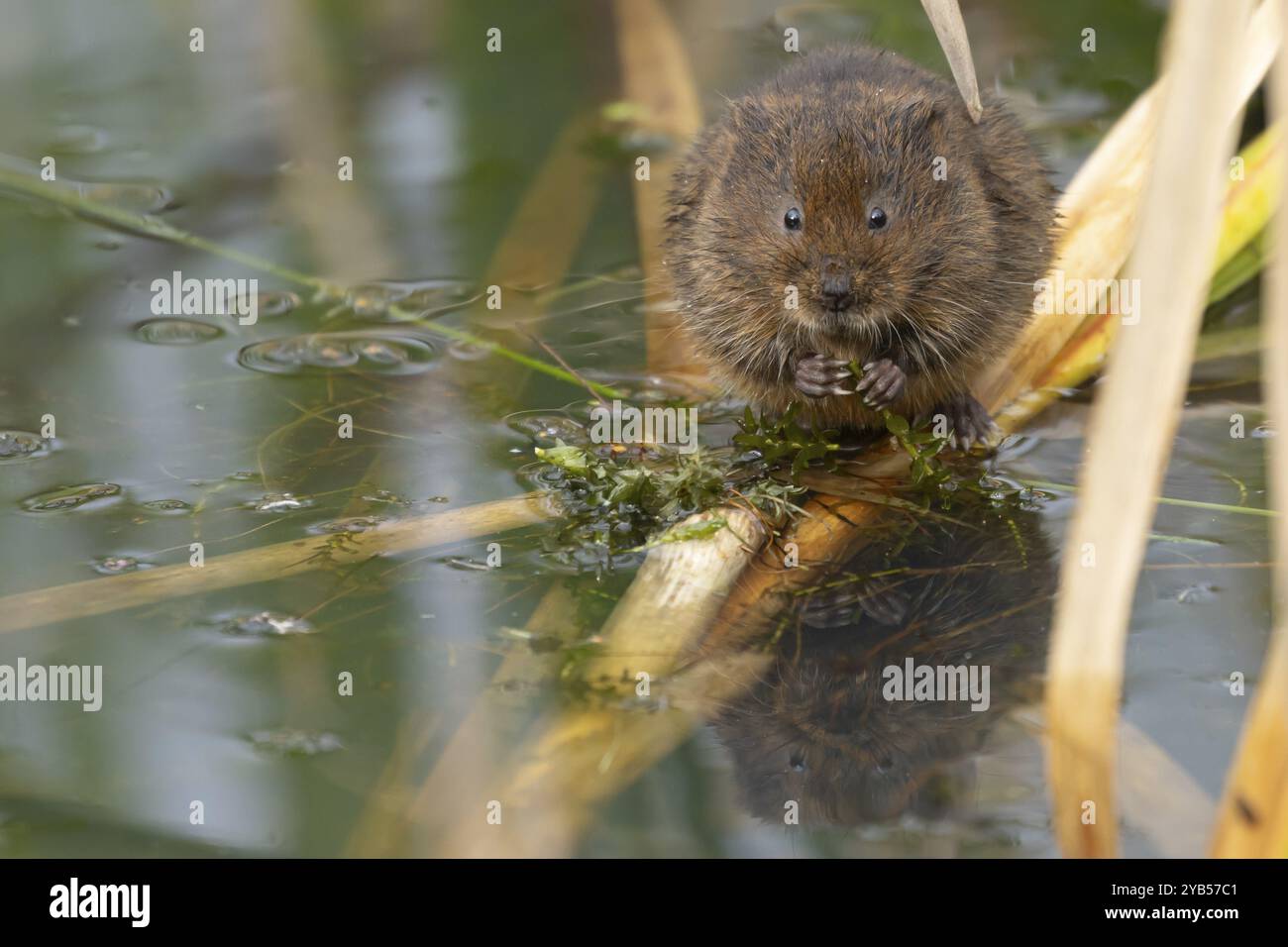 Ausgewachsene Nagetiere, die auf einem Teichblatt in einem Schilf auf einem Teich fressen, England, Vereinigtes Königreich, Europa Stockfoto