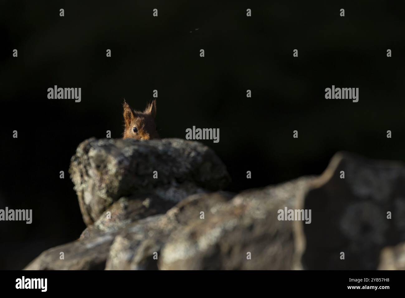 Rotes Eichhörnchen (Sciurus vulgaris) erwachsenes Tier auf einer Trockenmauer, Yorkshire, England, Vereinigtes Königreich, Europa Stockfoto