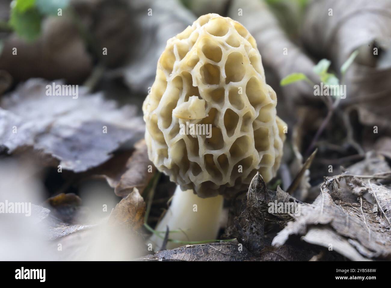 Speisemoor in der Natur, Morchella esculenta in der Natur Stockfoto